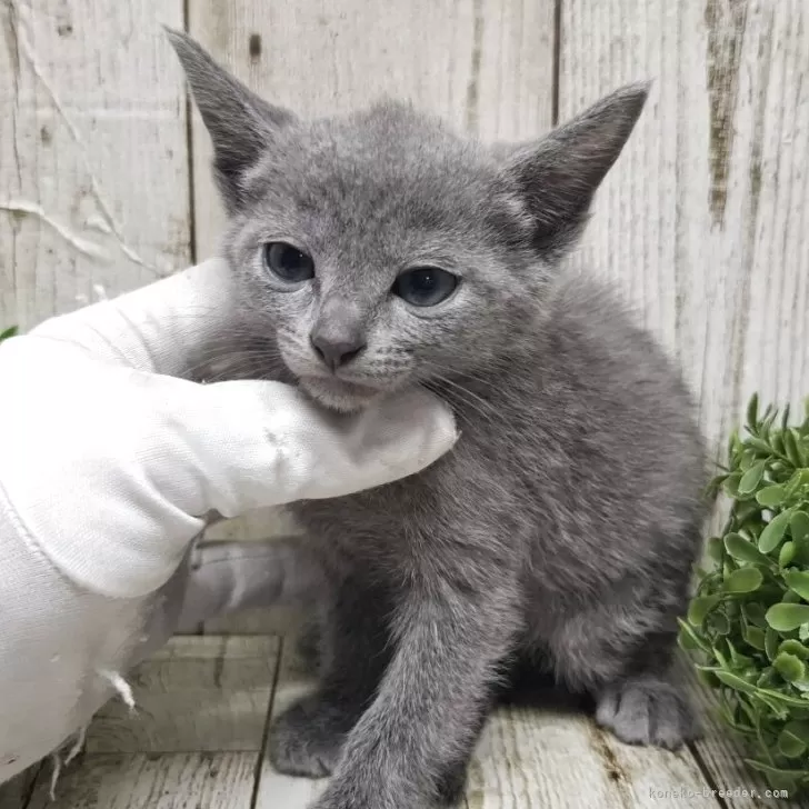 ID：2507-00730の子猫