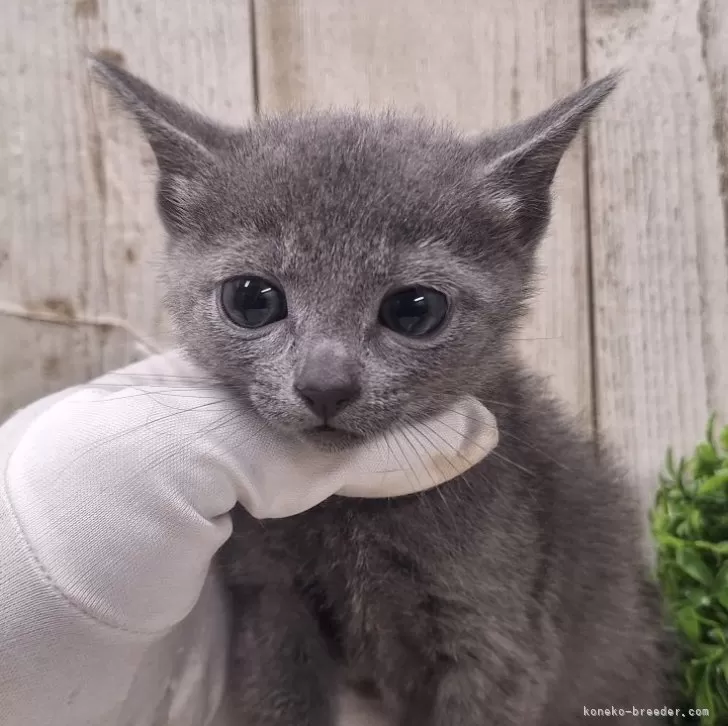 ID：2502-00979の子猫