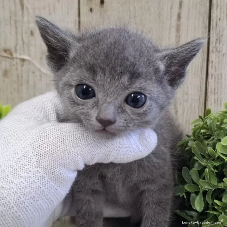 ID:2503-01760の子猫