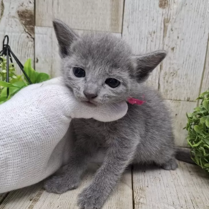 ID:2504-01484の子猫