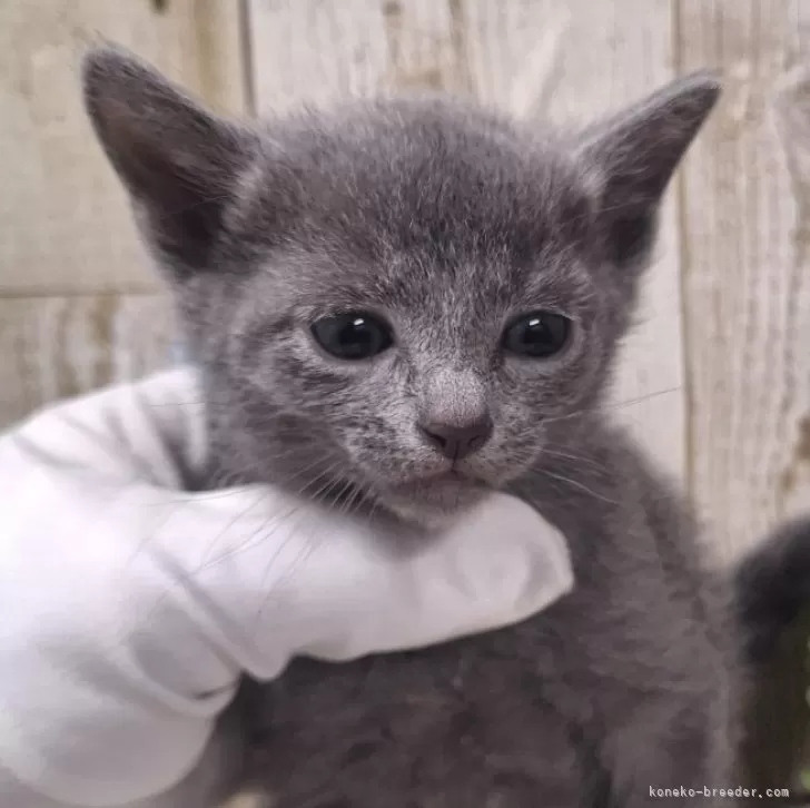 ID：2412-02195の子猫