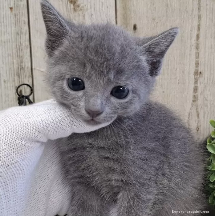 ID:2503-01761の子猫