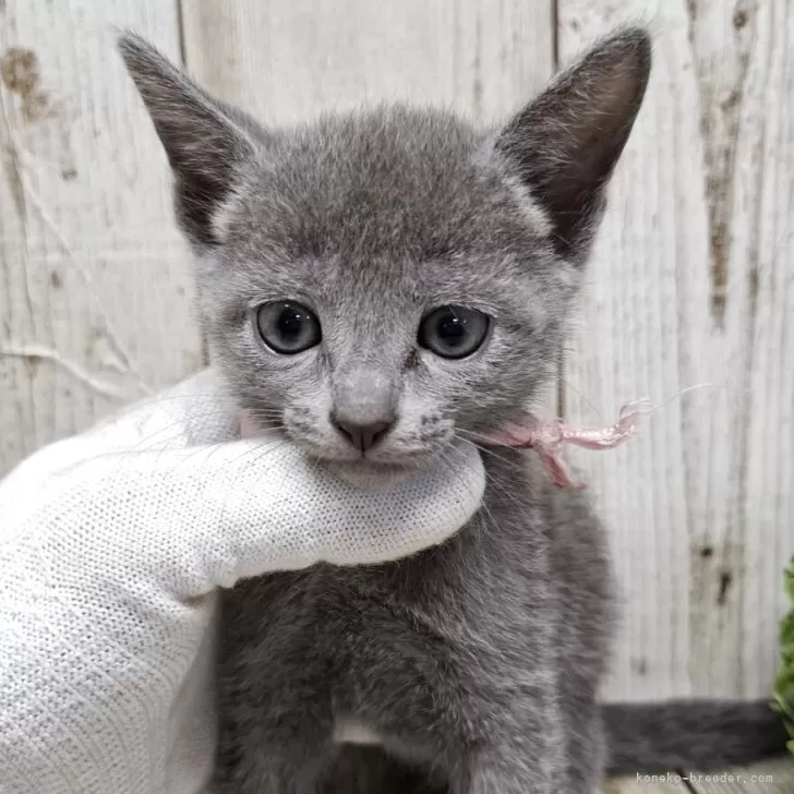 K.N 様のお迎えした子猫
