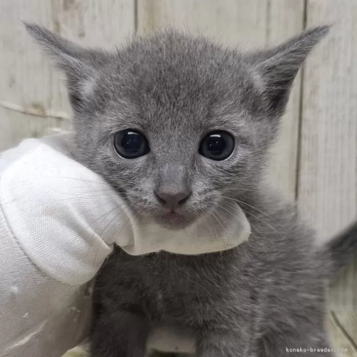 ID：2509-01677の子猫