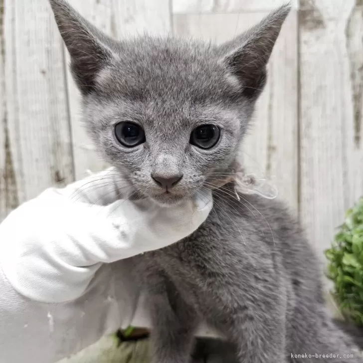 ID：2508-00363の子猫