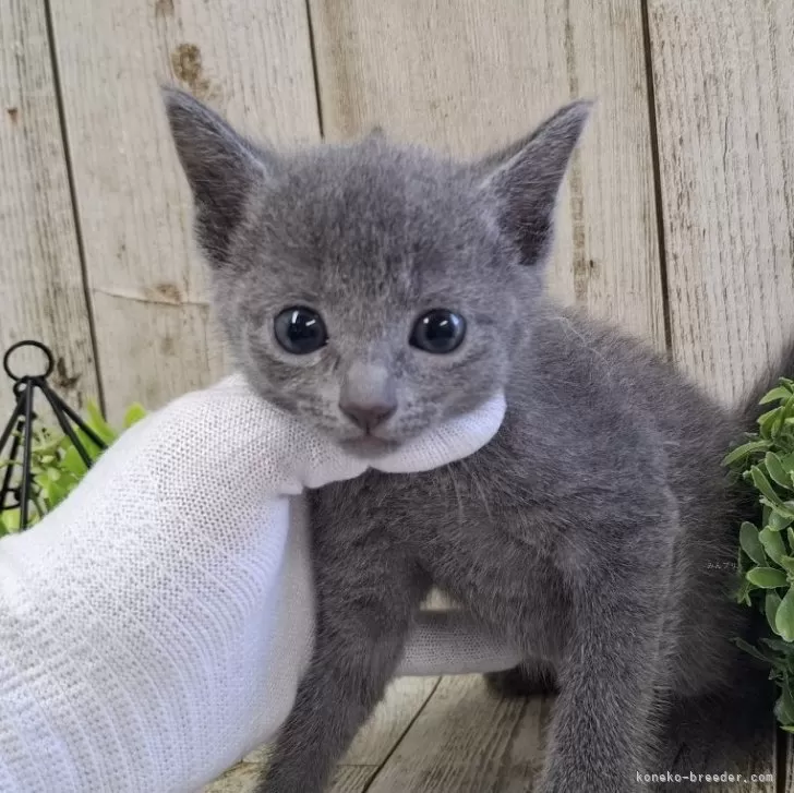 ID:2503-01762の子猫