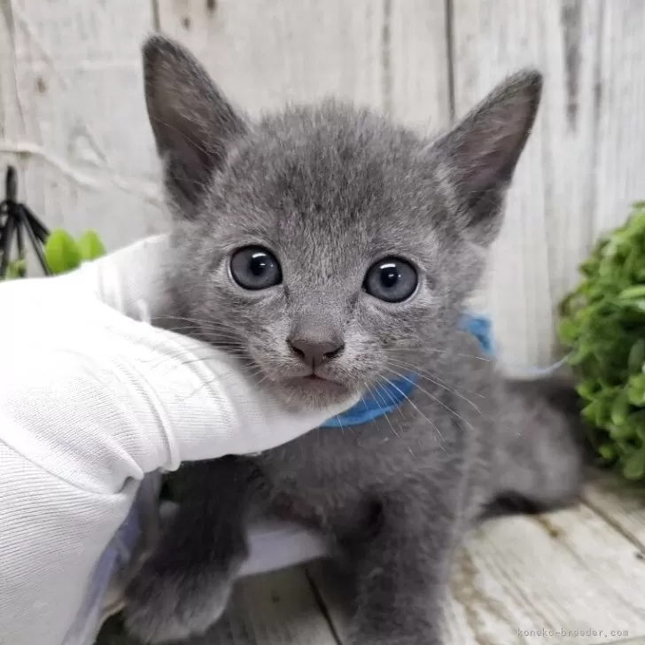 ID：2504-01477の子猫