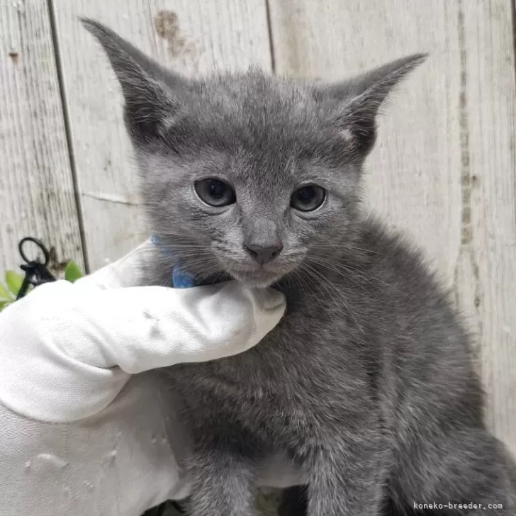 ID：2507-00733の子猫