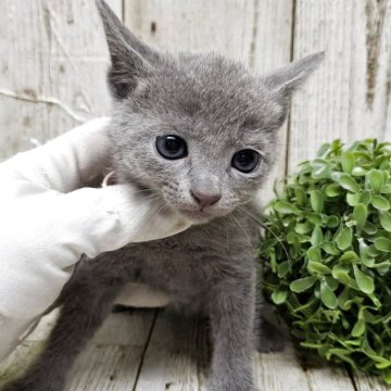 ロシアンブルー【千葉県・男の子・2025年7月10日・ブルー】の写真「このネコちゃんの見学は9月4日で終了となります」