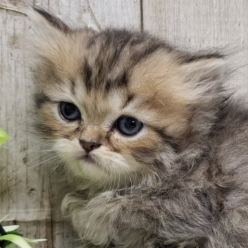 ミヌエット(長足)【千葉県・男の子・2025年10月30日・チンチラゴールデン（ロング）】の写真「このネコちゃんの見学は12月25日で終了となります」