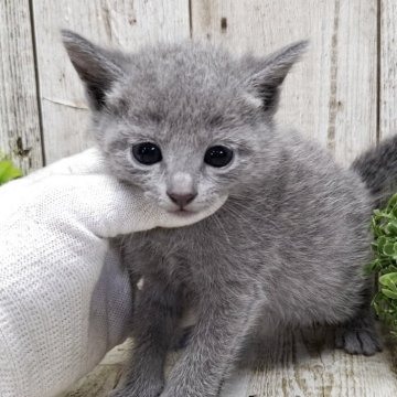 ロシアンブルー【千葉県・女の子・2025年4月30日・ブルー】の写真「このネコちゃんの見学は6月26日で終了となります」