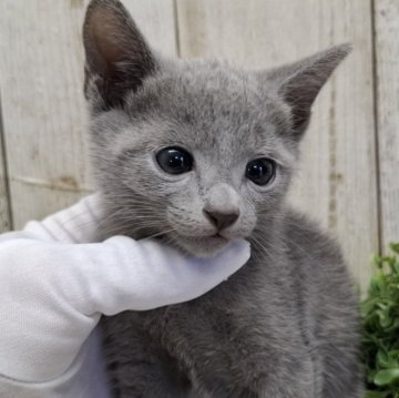 ロシアンブルー【千葉県・男の子・2025年9月18日・ブルー】の写真「このネコちゃんの見学は11月13日で終了となります」