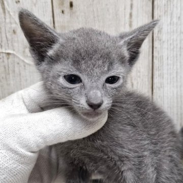 ロシアンブルー【千葉県・男の子・2025年4月1日・ブルー】の写真「このネコちゃんの見学は6月12日で終了となります」
