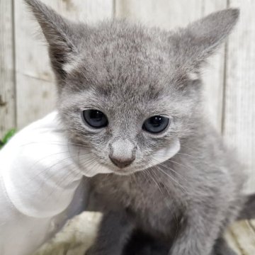 ロシアンブルー【千葉県・女の子・2025年4月30日・ブルー】の写真「このネコちゃんの見学は7月3日で終了となります」