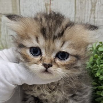 ミヌエット(長足)【千葉県・男の子・2025年10月30日・チンチラゴールデン（ロング）】の写真「このネコちゃんの見学は12月25日で終了となります」