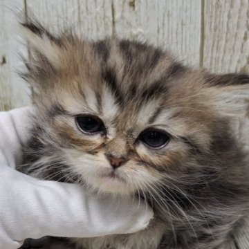 ミヌエット(長足)【千葉県・女の子・2025年10月30日・チンチラゴールデン（ロング）】の写真「このネコちゃんの見学は12月25日で終了となります」