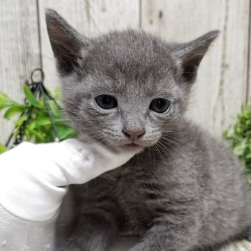 ロシアンブルー【千葉県・男の子・2025年5月29日・ブルー】の写真「このネコちゃんの見学は7月24日で終了となります」