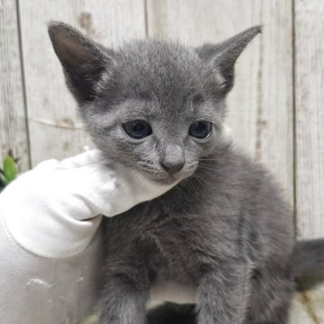 ロシアンブルー【千葉県・女の子・2025年6月5日・ブルー】の写真「このネコちゃんの見学は7月31日で終了となります」