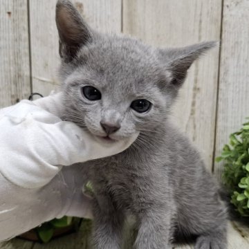 ロシアンブルー【千葉県・男の子・2025年9月18日・ブルー】の写真「このネコちゃんの見学は11月13日で終了となります」