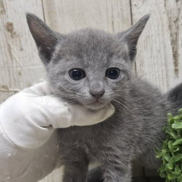 ロシアンブルー【千葉県・女の子・2025年8月14日・ブルー】の写真「このネコちゃんの見学は10月9日で終了となります」