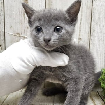 ロシアンブルー【千葉県・女の子・2025年6月5日・ブルー】の写真「このネコちゃんの見学は7月31日で終了となります」
