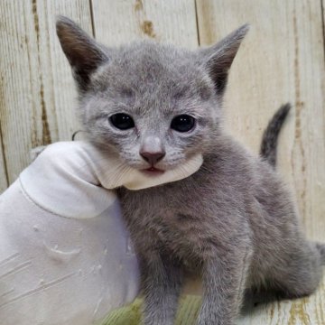 ロシアンブルー【千葉県・女の子・2025年9月18日・ブルー】の写真「このネコちゃんの見学は11月13日で終了となります」