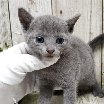 ロシアンブルー【千葉県・男の子・2025年5月29日・ブルー】の写真「このネコちゃんの見学は7月24日で終了となります」