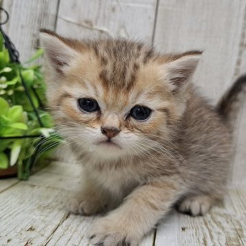 ミヌエット(長足)【千葉県・男の子・2025年10月30日・チンチラゴールデン】の写真「このネコちゃんの見学は12月25日で終了となります」