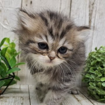 ミヌエット(長足)【千葉県・女の子・2025年10月30日・チンチラゴールデン（ロング）】の写真「このネコちゃんの見学は12月25日で終了となります」