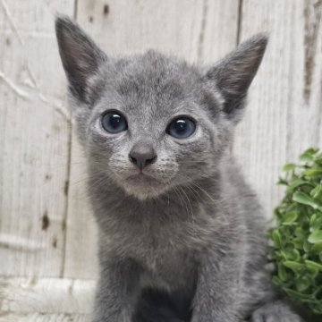 ロシアンブルー【千葉県・男の子・2025年6月5日・ブルー】の写真「このネコちゃんの見学は7月31日で終了となります」