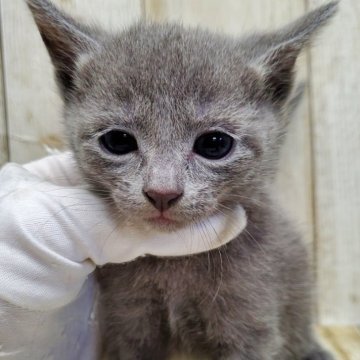 ロシアンブルー【千葉県・女の子・2025年9月18日・ブルー】の写真「このネコちゃんの見学は11月13日で終了となります」