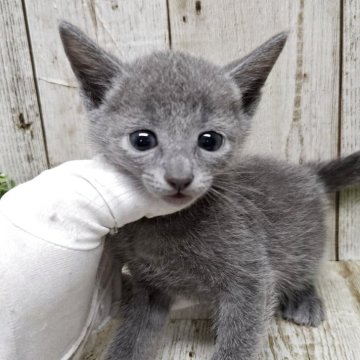 ロシアンブルー【千葉県・男の子・2025年4月1日・ブルー】の写真「このネコちゃんの見学は6月12日で終了となります」