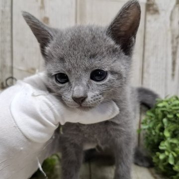 ロシアンブルー【千葉県・女の子・2025年9月18日・ブルー】の写真「このネコちゃんの見学は11月13日で終了となります」