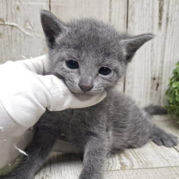 ロシアンブルー【千葉県・男の子・2025年8月14日・ブルー】の写真「このネコちゃんの見学は10月9日で終了となります」