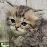 ミヌエット(長足)