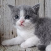 ブリティッシュショートヘア