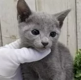 ロシアンブルー