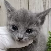 ロシアンブルー