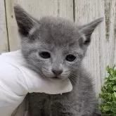 ロシアンブルー