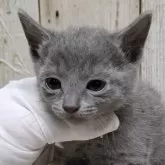 ロシアンブルー