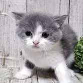 ブリティッシュショートヘア