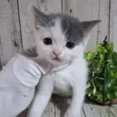 ブリティッシュショートヘア