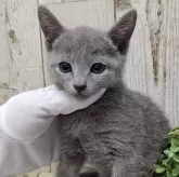 ロシアンブルー