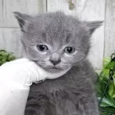 ブリティッシュショートヘア