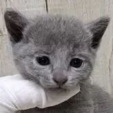 ロシアンブルー