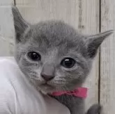 ロシアンブルー