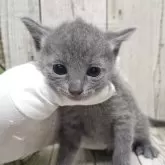 ロシアンブルー【千葉県・男の子・2025年8月14日・ブルー】の写真2