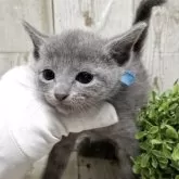 ロシアンブルー【千葉県・男の子・2025年7月10日・ブルー】の写真2