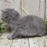 ロシアンブルー【千葉県・女の子・2025年11月12日・ブルー】の写真3