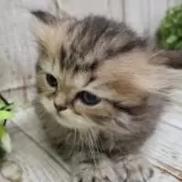 ミヌエット(長足)【千葉県・男の子・2025年10月30日・チンチラゴールデン】の写真4